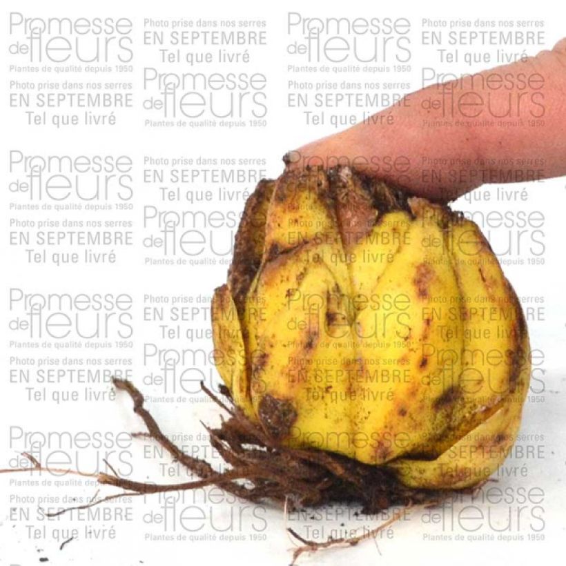 Example of Lilium martagon var. album  Bulb size 16+ specimen as delivered