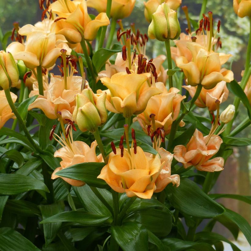 Lilium Apricot Fudge (Flowering)