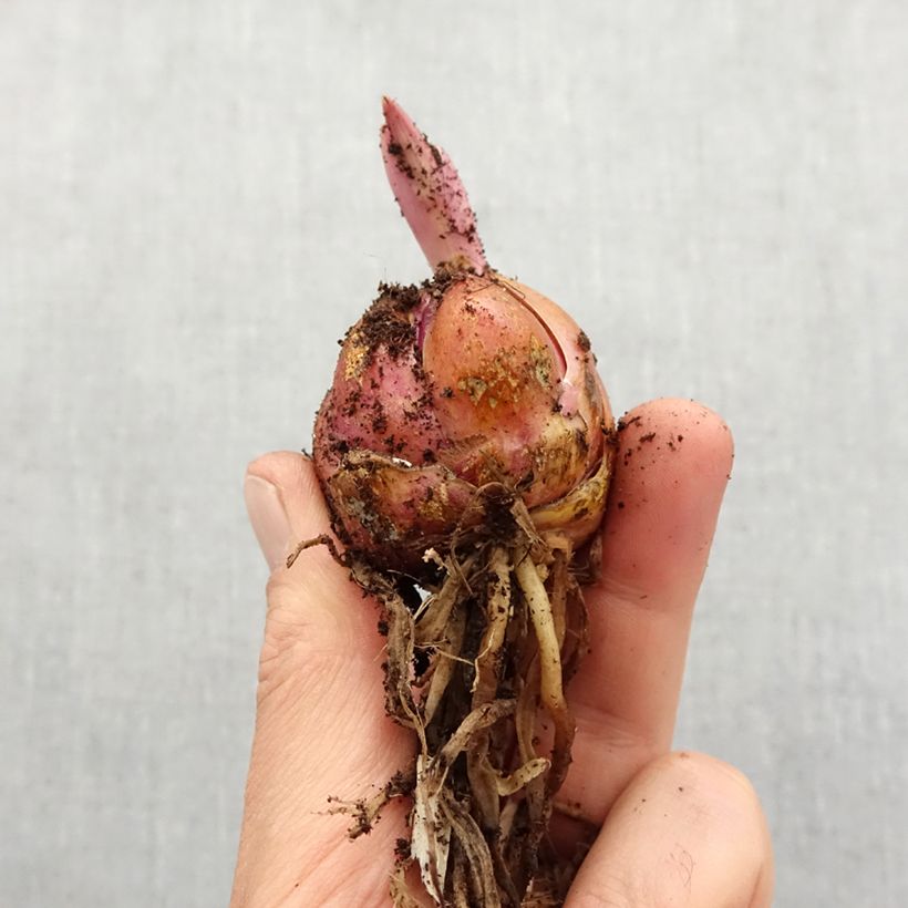 Lilium Honeymoon - Lily Bulb size 16/18 sample as delivered in spring