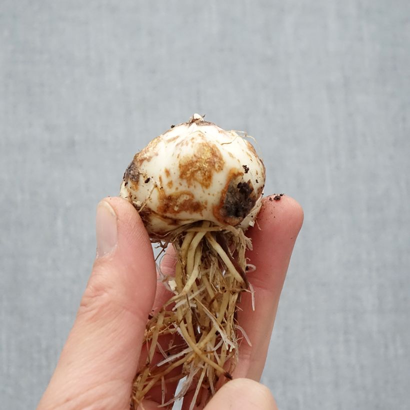 Lilium Purple Eye Bulb size 16/18 sample as delivered in spring