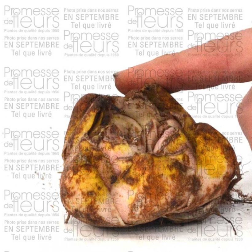 Example of Lilium Casa Blanca - Lily Bulb size 16/18 specimen as delivered