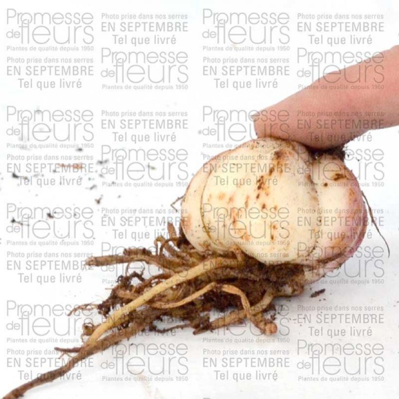 Example of Lilium Spring Pink Bulb size 16+ specimen as delivered