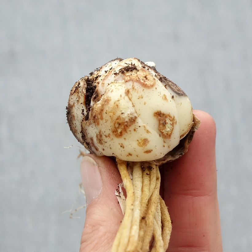 Lilium (x) longiflorum Eremo® - Easter Lily Bulb size 16/18 sample as delivered in spring