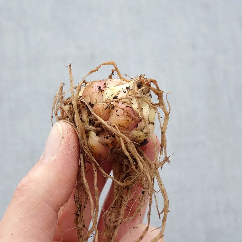Lilium Lankon Bulb size 15+ sample as delivered in spring