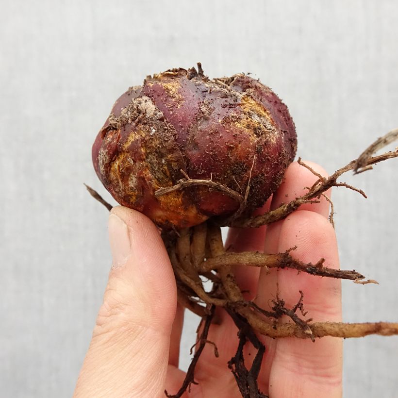 Lilium Leslie Woodriff - Oriental Lily Bulb size 16 sample as delivered in spring