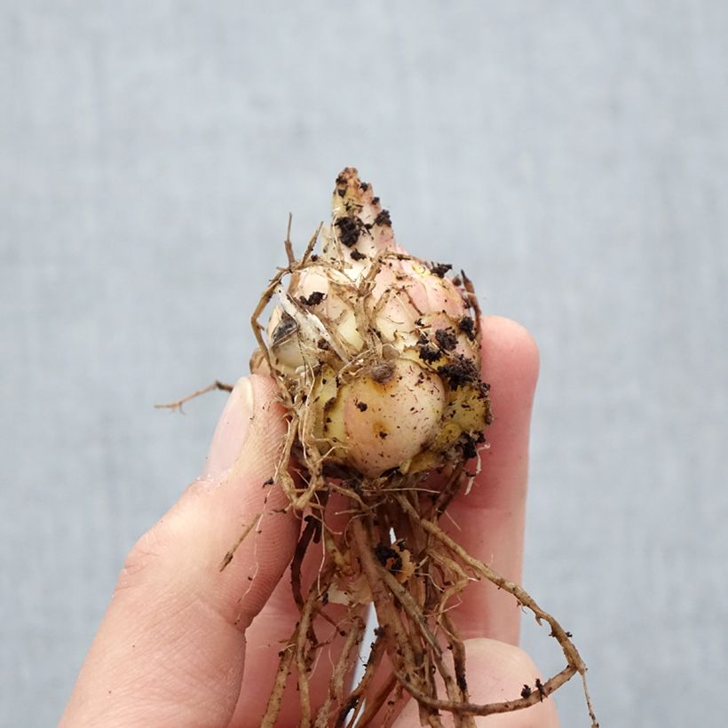 Lilium Medusa - Lily Bulb size 16 sample as delivered in spring