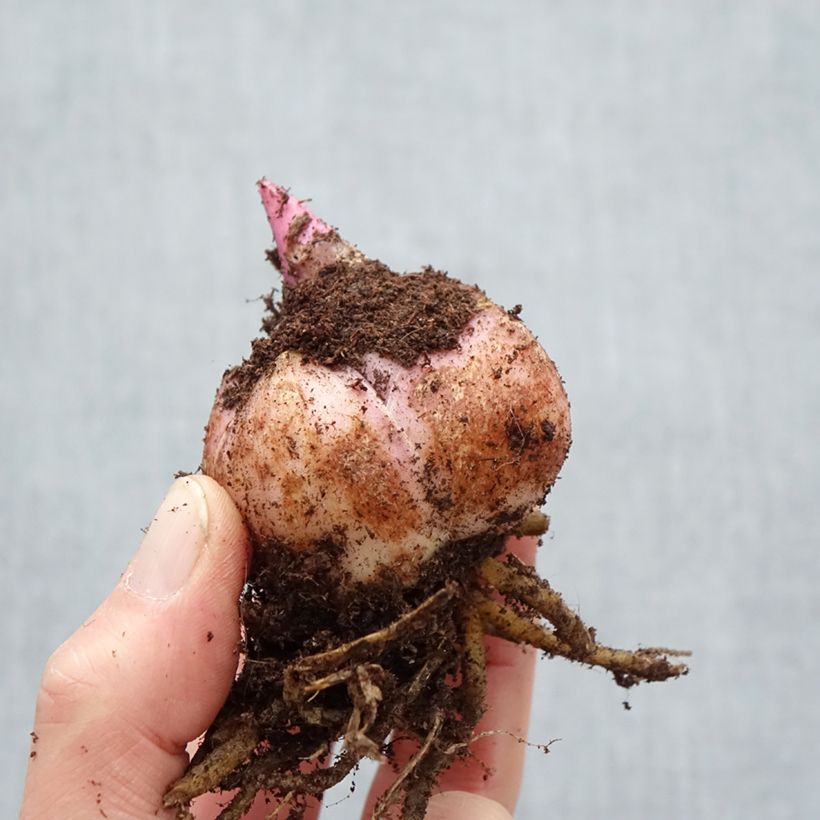 Lilium Bellville - Lily Bulb size 18/20 sample as delivered in spring