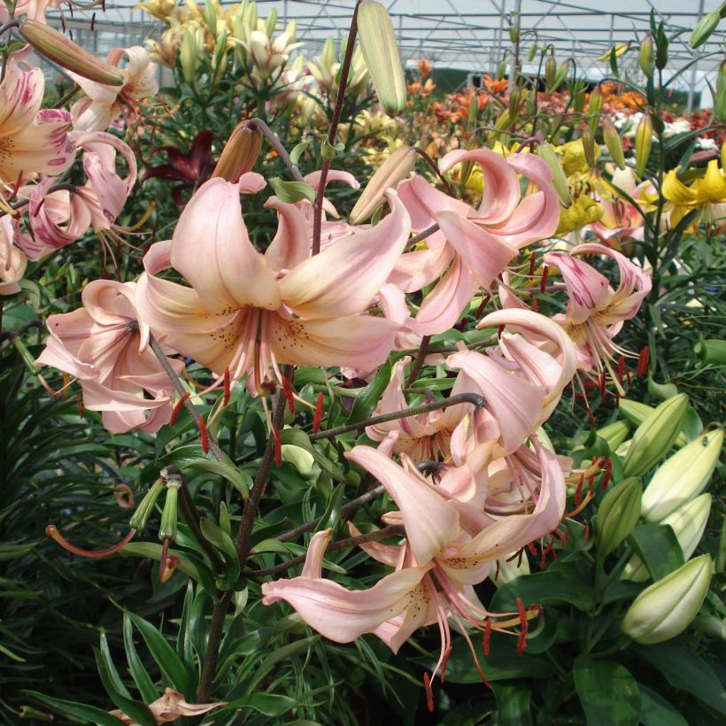 Lilium Pink Flavour - Lily (Flowering)
