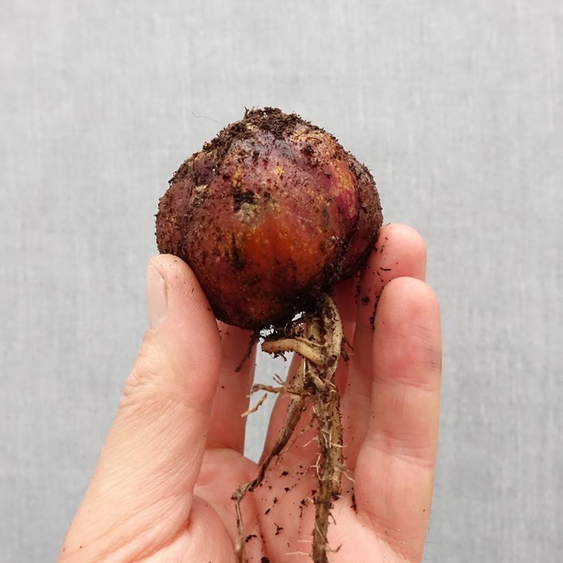 Lilium Robert Swanson - Oriental Lily Bulb size 16 sample as delivered in spring