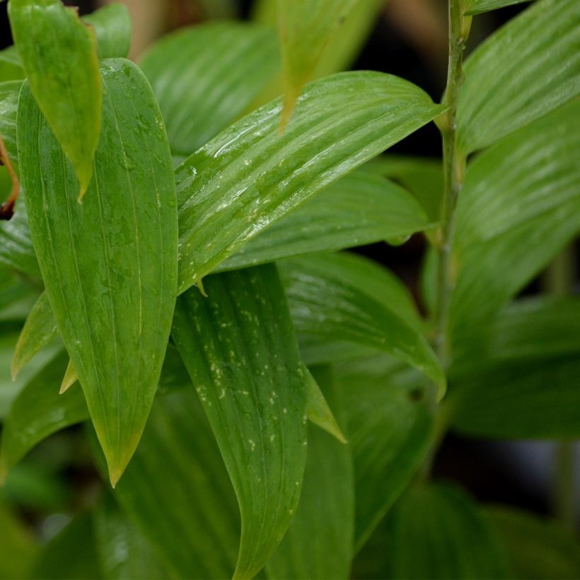 Lilium speciosum var. album (Foliage)