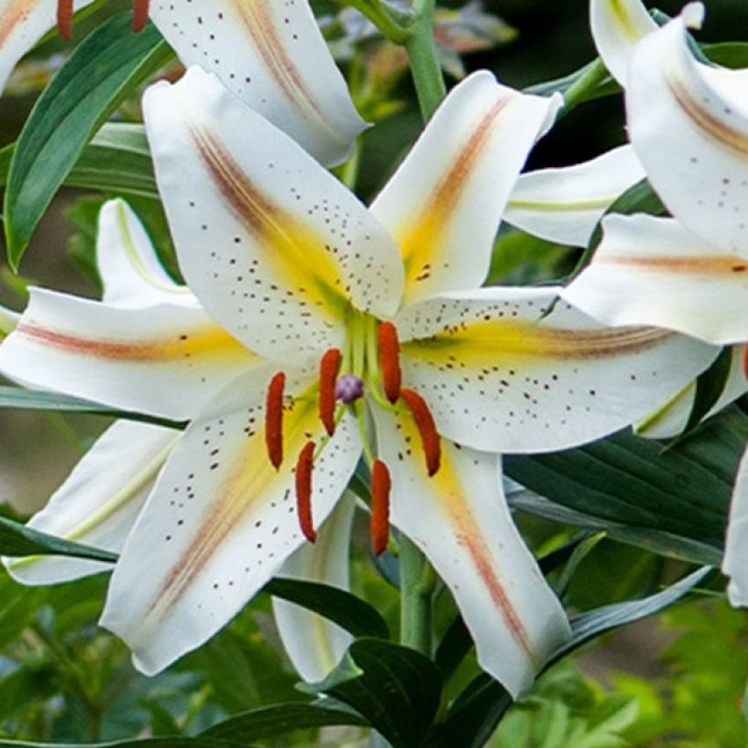 Lilium Garden Party - Lily (Flowering)