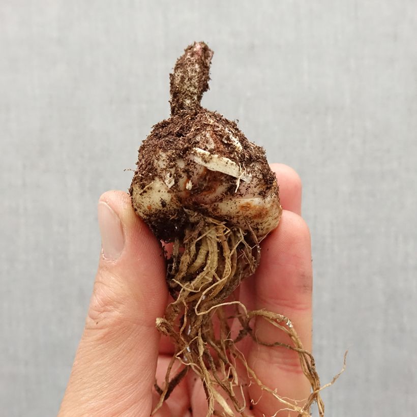 Lilium Claude Shride Bulb size 14/16 sample as delivered in spring