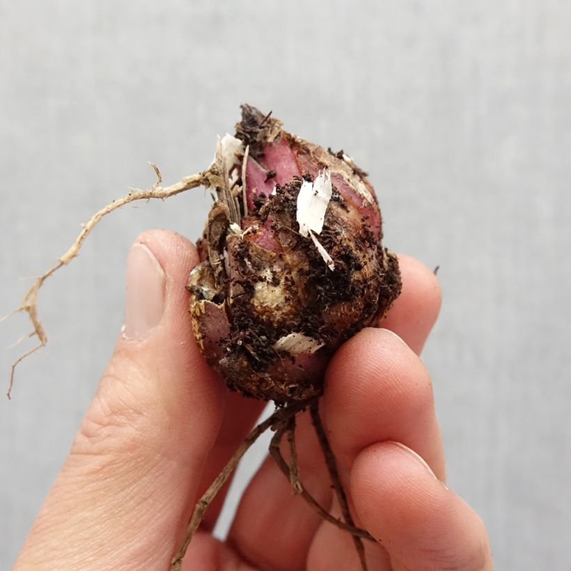 Lilium Tigeredition Bulb size 16+ sample as delivered in spring