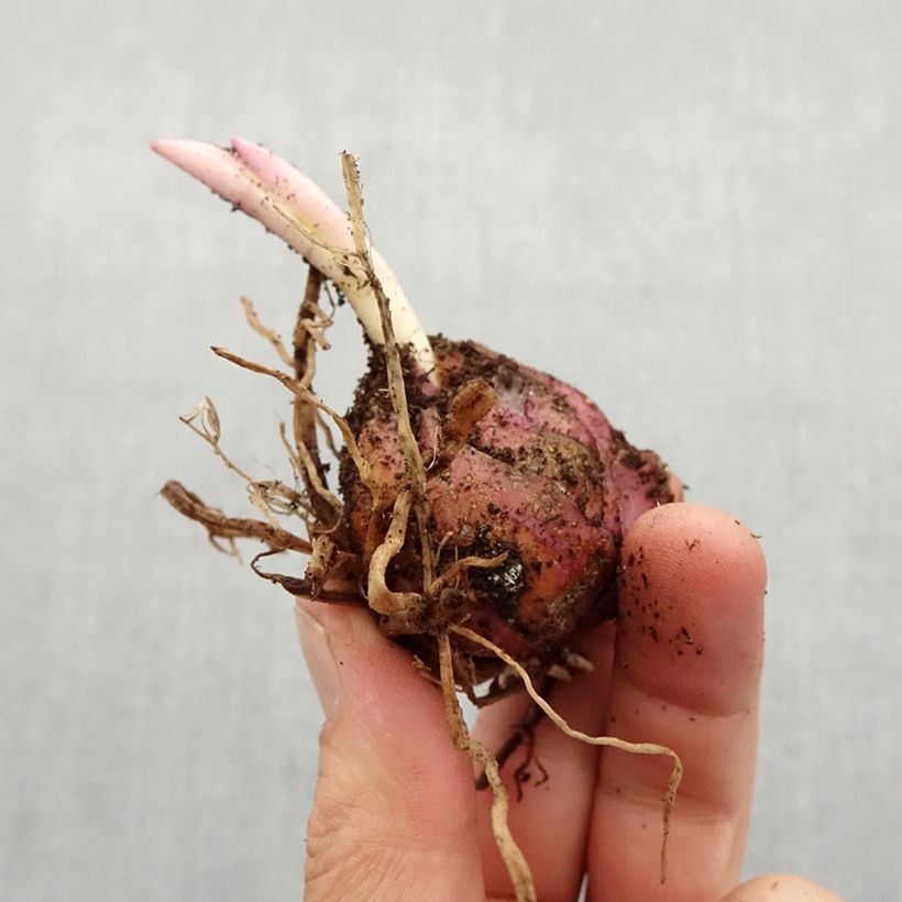 Lilium Golden Splendor - Asiatic Lily Bulb size 18/20 sample as delivered in spring