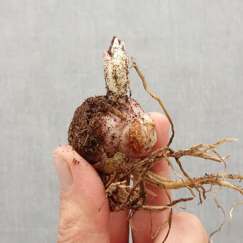 Lilium Stargazer - Lily Bulb size 16/18 sample as delivered in spring