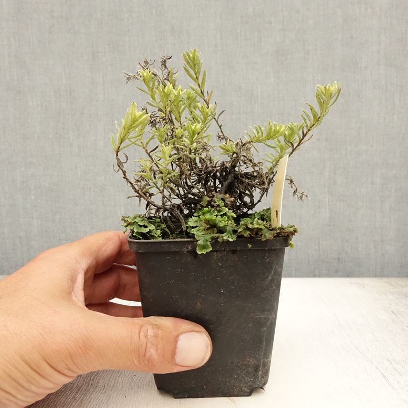 Lithodora diffusa Cambridge Blue 8/9 cm pot sample as delivered in summer