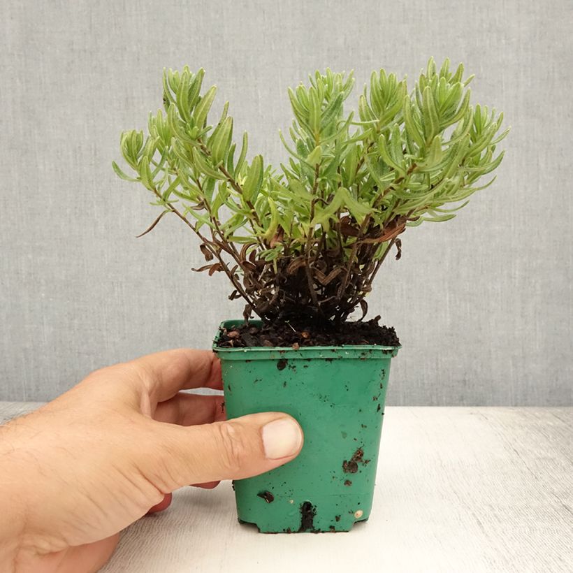 Lithodora diffusa Heavenly Blue 8/9 cm pot sample as delivered in summer
