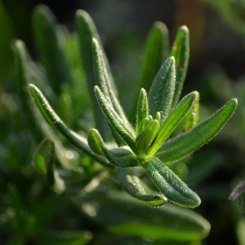 Lithodora diffusa Star (Foliage)