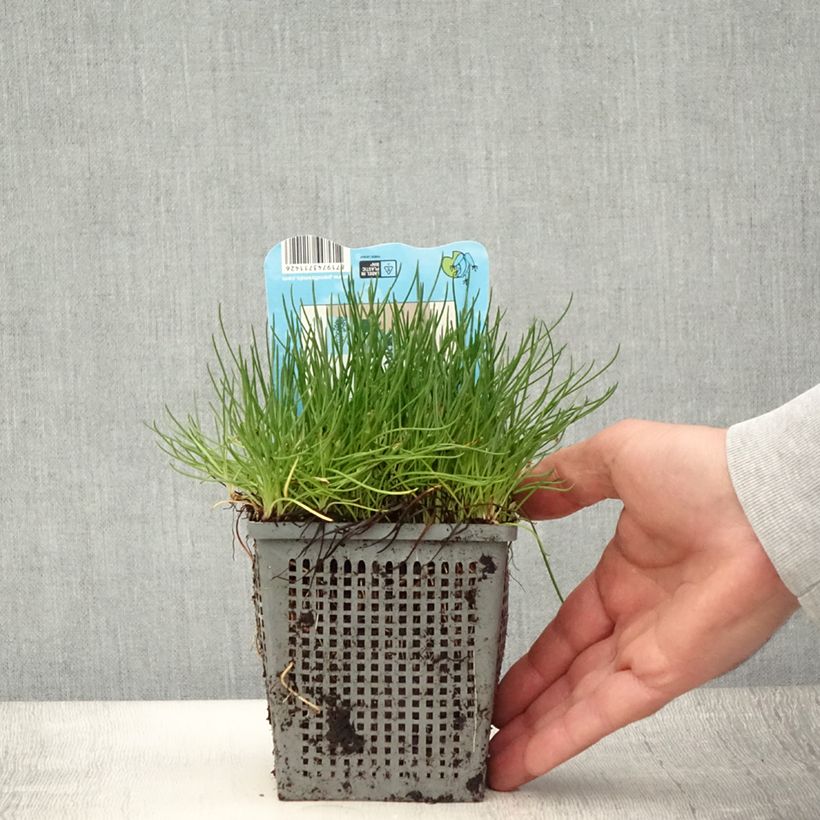 Litorella uniflora 1L/1.5L pot sample as delivered in summer