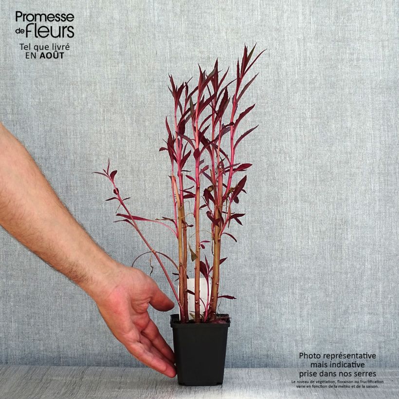 Lobelia cardinalis 8/9 cm pot sample as delivered in summer