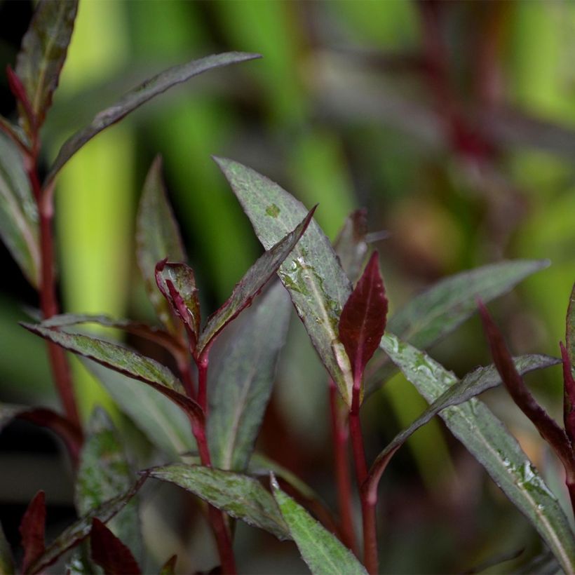 Lobelia fulgens Queen Victoria (Foliage)