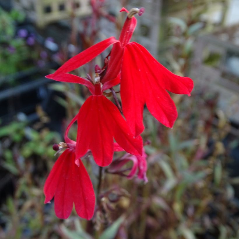 Lobelia fulgens Queen Victoria (Flowering)