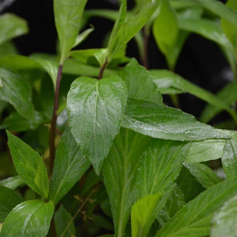 Lobelia gerardii Vedrariensis (Foliage)