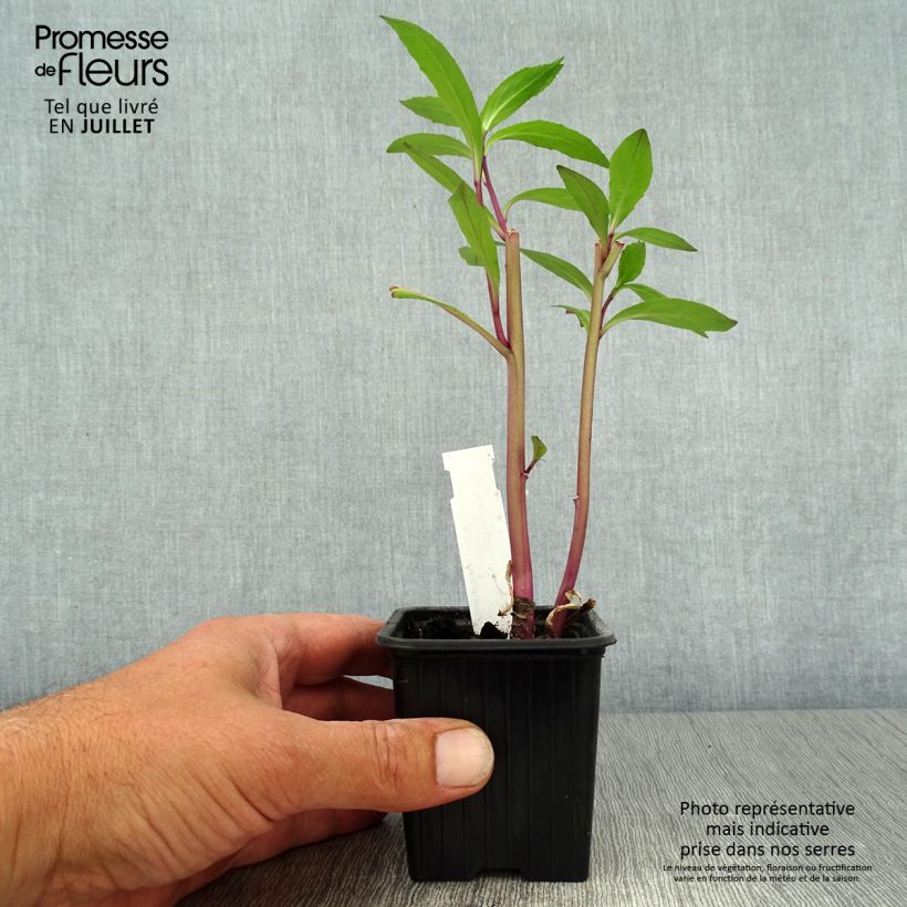 Lobelia gerardii Vedrariensis 8/9 cm pot sample as delivered in summer