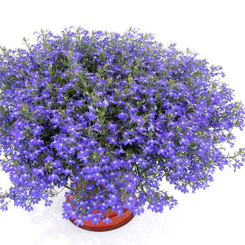 Lobelia Anabel Blue (Plant habit)