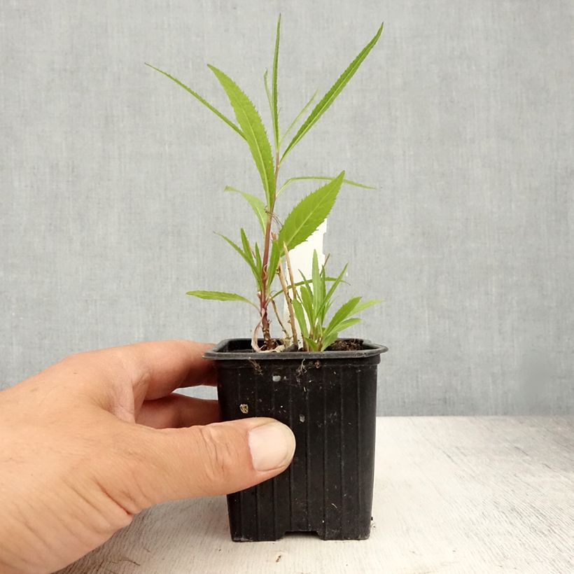 Lobelia laxiflora 8/9 cm pot sample as delivered in summer