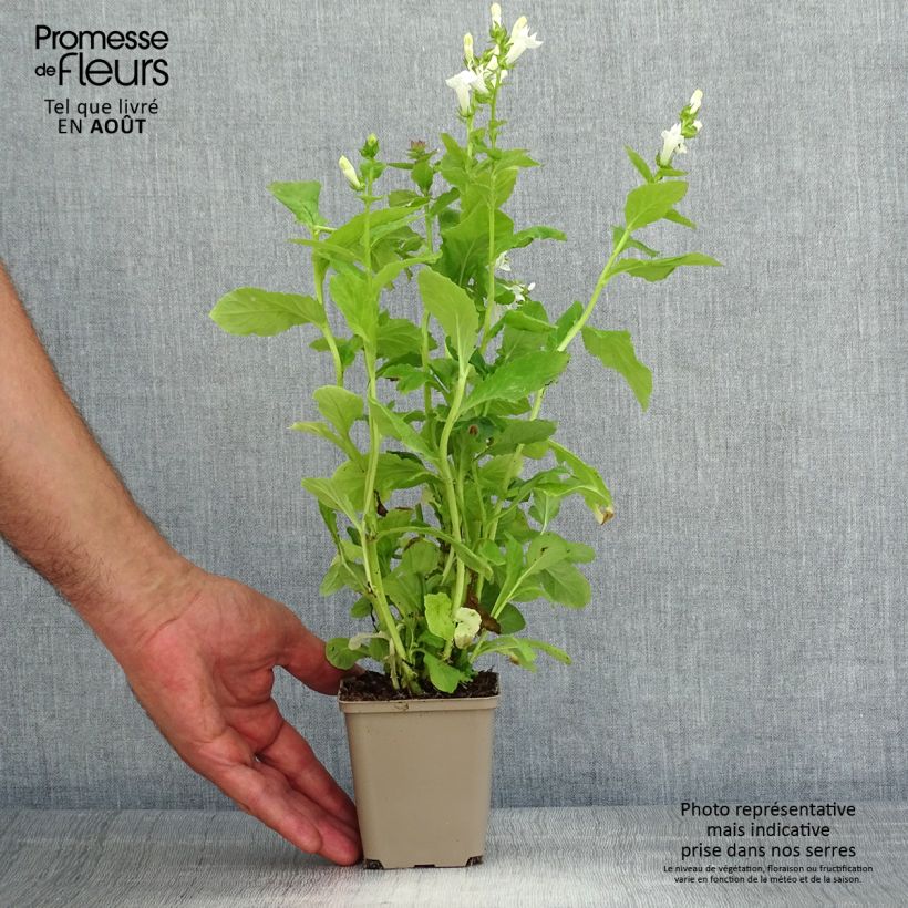 Lobelia siphilitica Alba 8/9 cm pot sample as delivered in summer