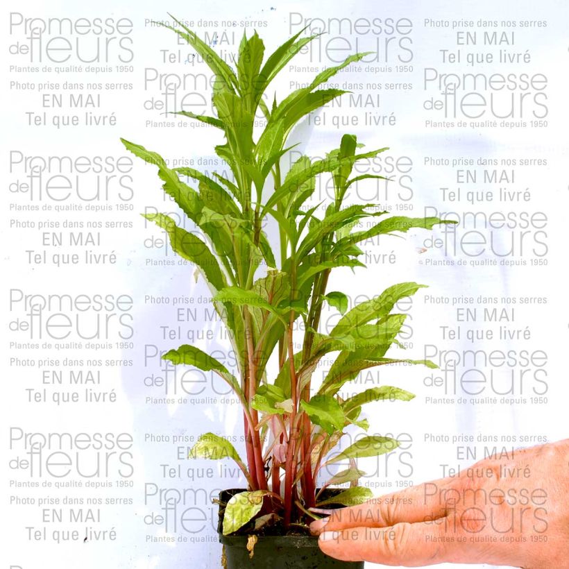 Example of Lobelia speciosa Fan burgundy specimen as delivered