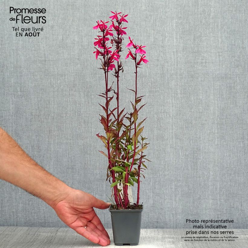 Lobelia speciosa Fan Salmon 8/9 cm pot sample as delivered in summer