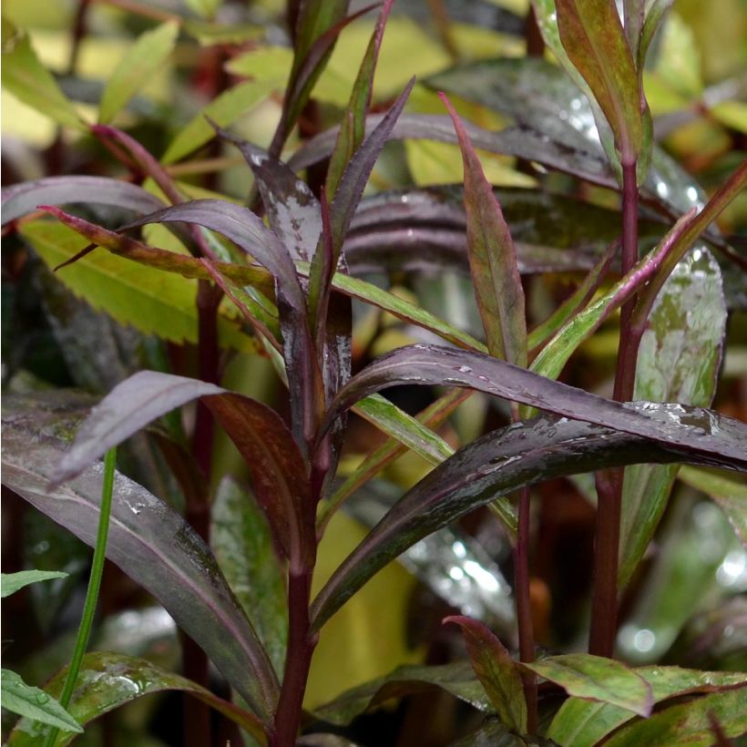 Lobelia speciosa Russian Princess (Foliage)