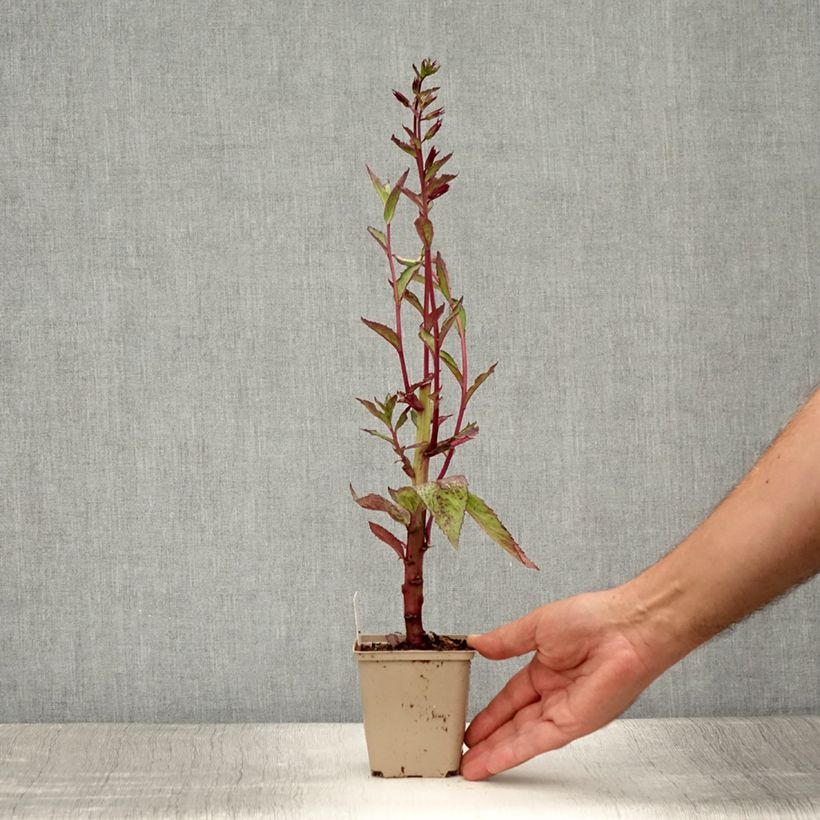 Lobelia speciosa Tania 7/8 cm pot sample as delivered in summer