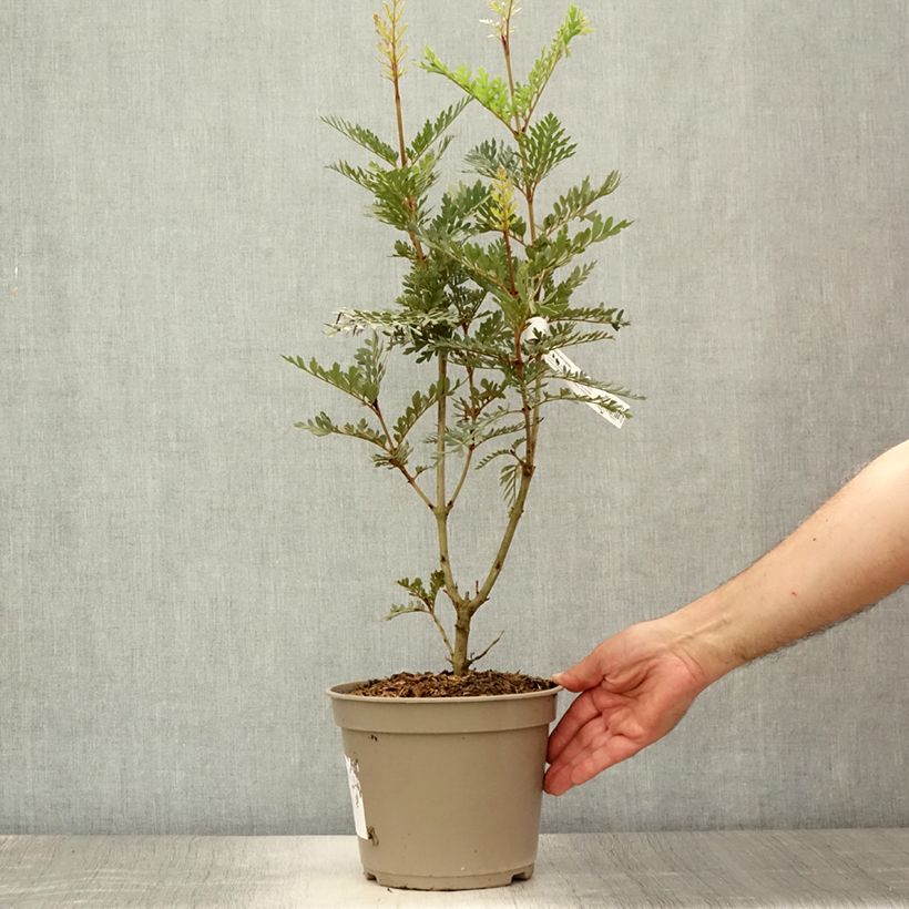 Lomatia ferruginea 3L/4L pot sample as delivered in summer
