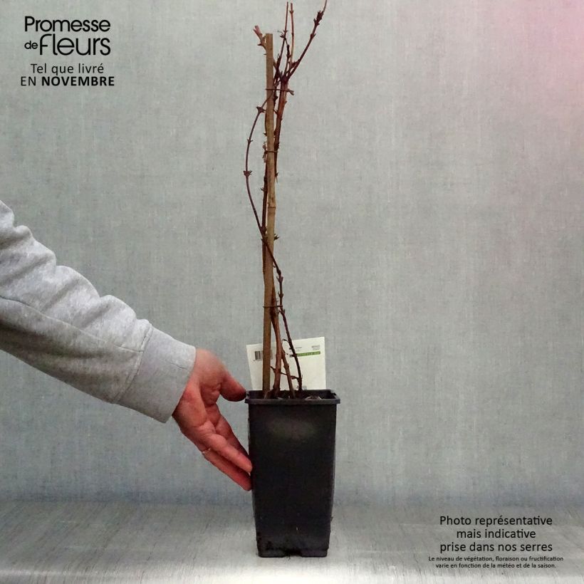 Lonicera kamtschatica - Honeyberry 1.5L/2L pot sample as delivered in autumn