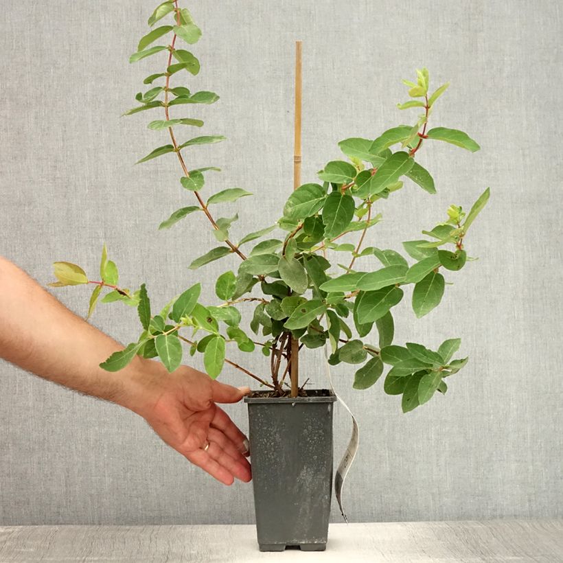 Lonicera kamtschatica - Honeyberry 1.5L/2L pot sample as delivered in summer
