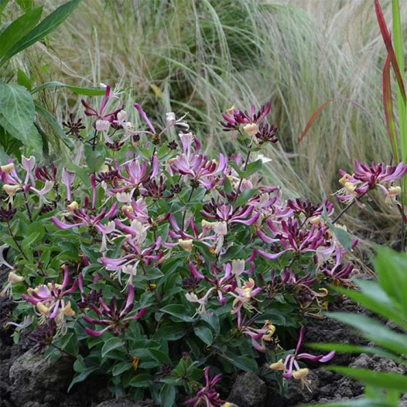 Lonicera periclymenum Chic et Choc - Common Honeysuckle (Plant habit)