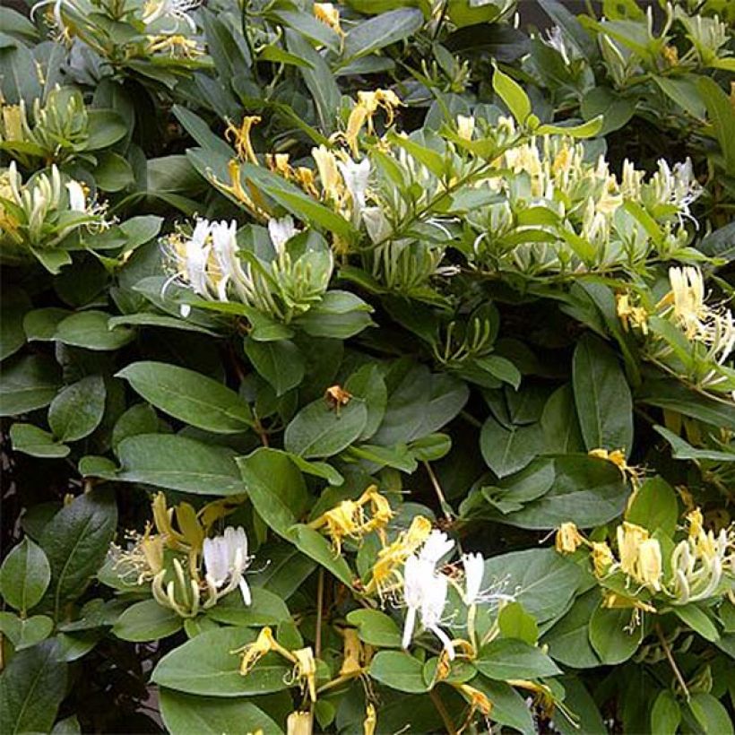 Lonicera similis var. delavayi  (Plant habit)