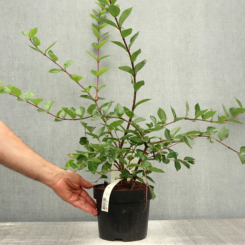 Lonicera fragrantissima - Winter Honeysuckle 2L/3L pot sample as delivered in summer