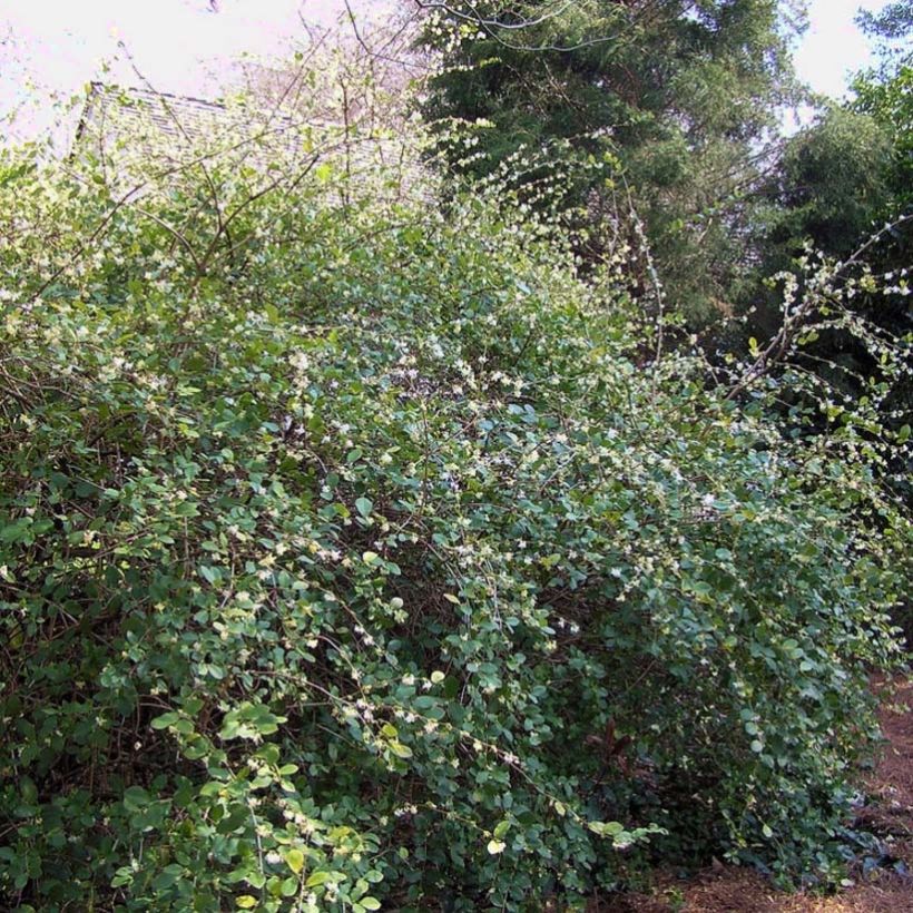 Lonicera fragrantissima - Winter Honeysuckle (Plant habit)