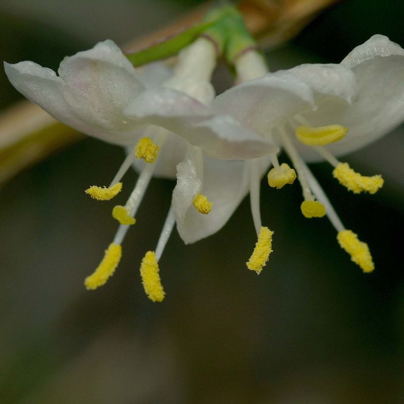 Lonicera fragrantissima - Winter Honeysuckle (Flowering)