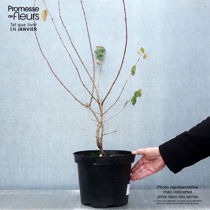 Lonicera fragrantissima - Winter Honeysuckle 7.5L/10L pot sample as delivered in winter