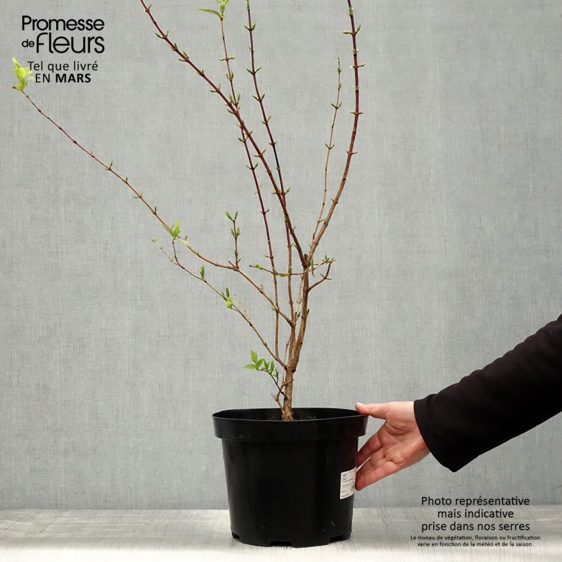 Lonicera fragrantissima - Winter Honeysuckle 7.5L/10L pot sample as delivered in spring
