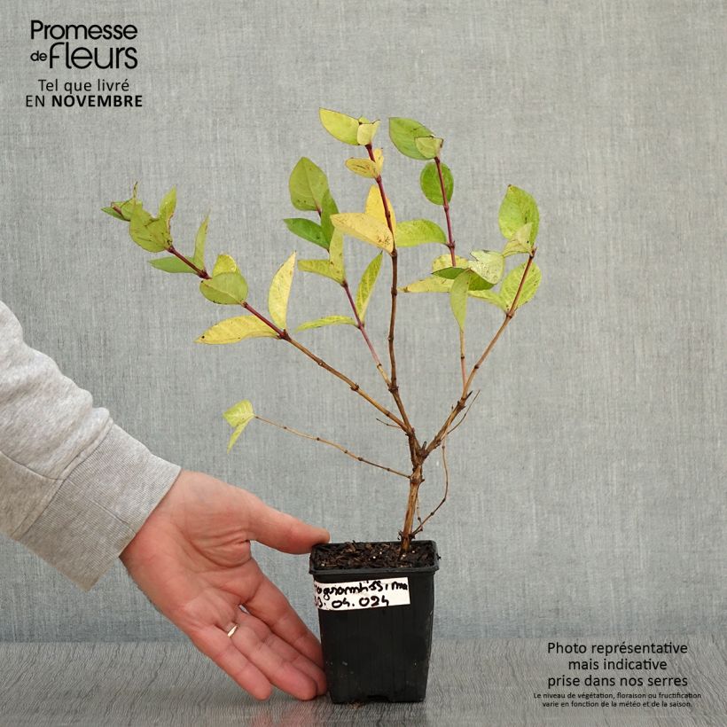 Lonicera fragrantissima - Winter Honeysuckle 8/9 cm pot sample as delivered in autumn