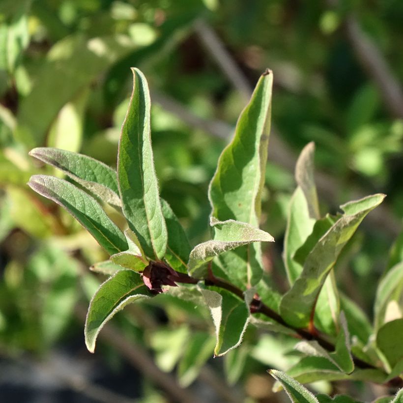 Lonicera involucrata var. ledebourii  (Foliage)
