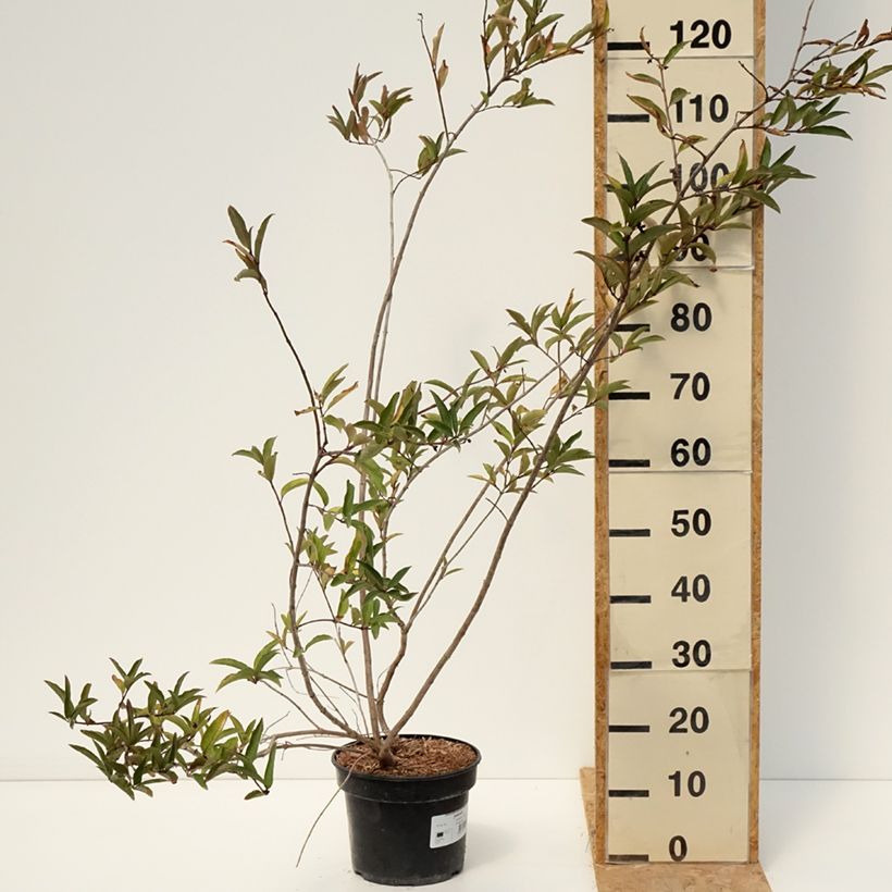 Lonicera involucrata var. ledebourii  4L/5L pot sample as delivered in summer