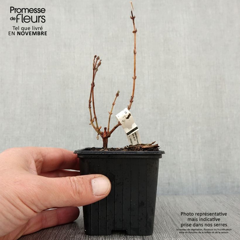 Lonicera caerulea var. kamtschatica Blue Velvet - May Berry 8/9 cm pot sample as delivered in autumn