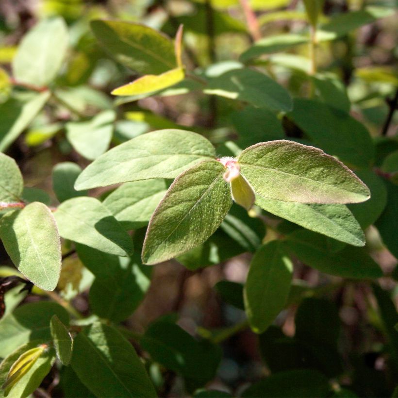 Lonicera caerulea var. kamtschatica Blue Velvet - May Berry (Foliage)